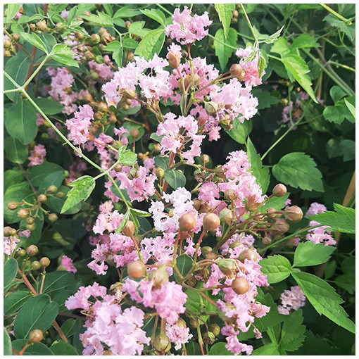 Indická Lagerstroemia (Plaménkovec)  4l