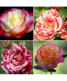 Růže MIX  4l