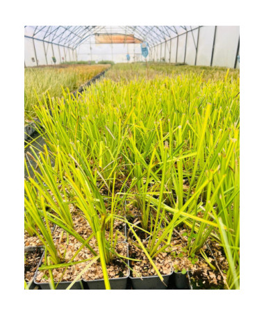 Ostřice Tuhá 'Aurea' P9/C1