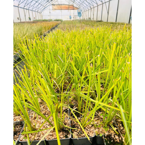 Ostřice Tuhá 'Aurea' P9/C1