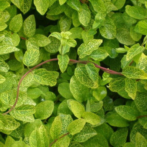 Japonská zimolez Aureoreticulata PŮLZIMOHU, 4L květináč