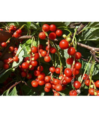 Klanopraška Čínská 'Sadova' 2L