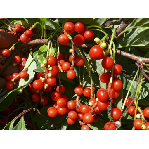 Klanopraška Čínská 'Sadova' 2L