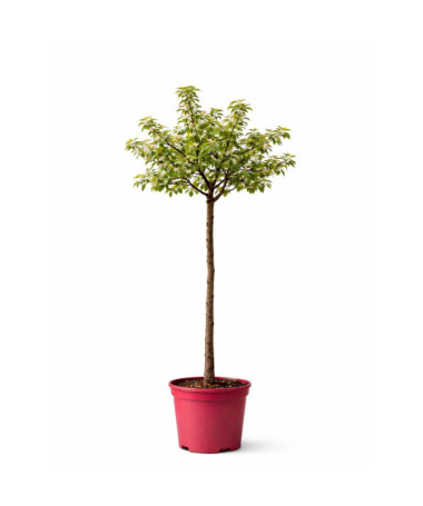 Okrasná jabloň 'Golden Hornet'  4l