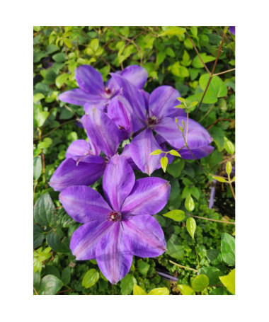 Plamének 'Elsa Spath'  4l