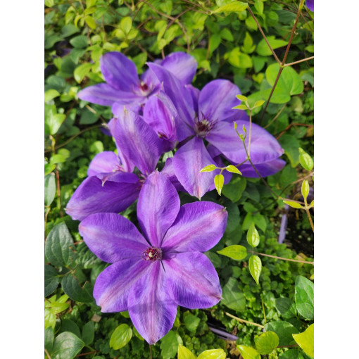 Plamének 'Elsa Spath'  4l