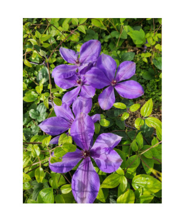 Plamének 'Elsa Spath'  4l