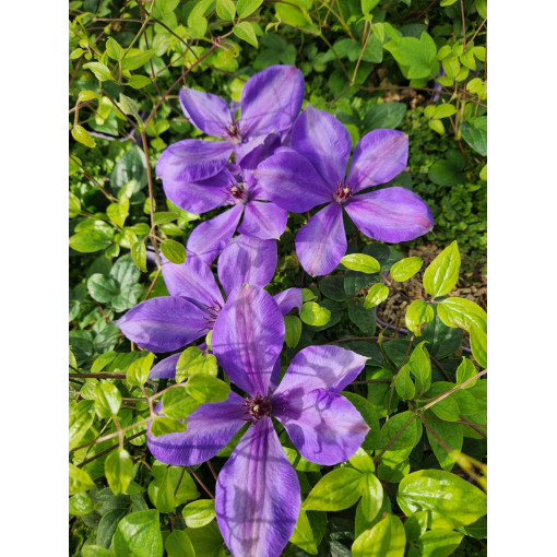 Plamének 'Elsa Spath'  4l