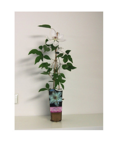 Plamének 'Valge Daam'  4l