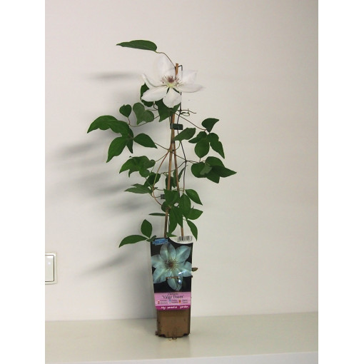 Plamének 'Valge Daam'  4l