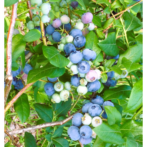 Kanadská borůvka 'Legacy' P9/C1