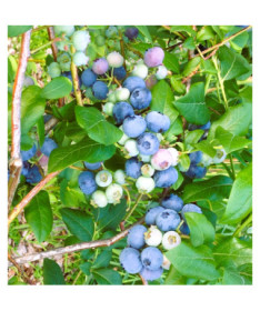 Kanadská borůvka 'Legacy' P9/C1