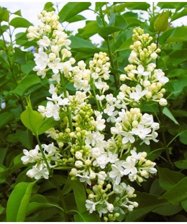Šeřík obecný ‘Primrose’ C4 (roubování na podnoži)