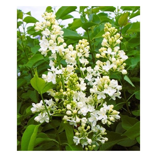 Šeřík obecný ‘Primrose’ C4 (roubování na podnoži)