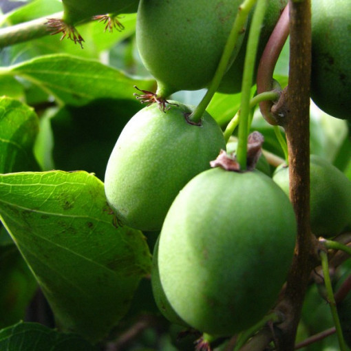 Kiwi Actinidia Sientiabrskaja (pestré listy), 4L květináč