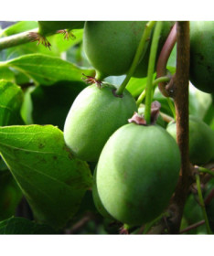Kiwi Actinidia Sientiabrskaja (pestré listy), 4L květináč