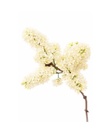 Šeřík obecný ‘Primrose’ C4 (roubování na podnoži)