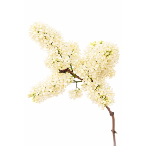 Šeřík obecný ‘Primrose’ C4 (roubování na podnoži)