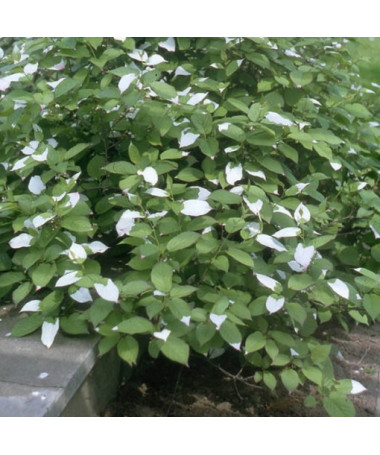Kiwi Actinidia Sientiabrskaja (pestré listy), 4L květináč