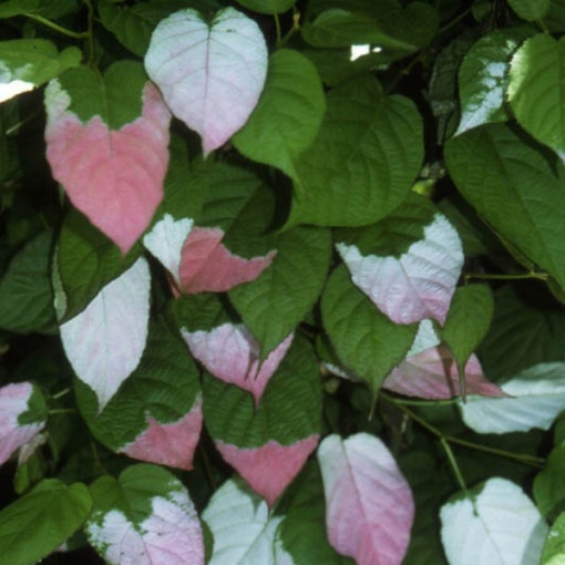Kiwi Actinidia Sientiabrskaja (pestré listy), 4L květináč