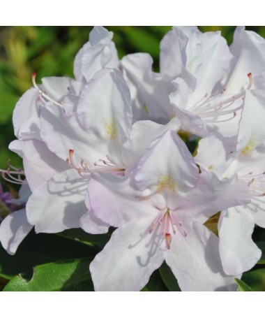 Rododendron (Azalka) Cunningham's White C4