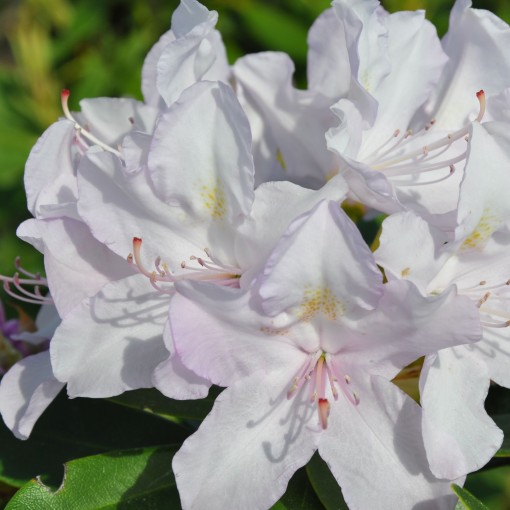 Rododendron (Azalka) Cunningham's White C4