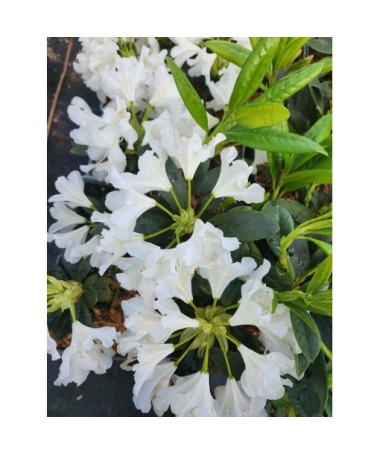 Rododendron (Azalka) Cunningham's White C4