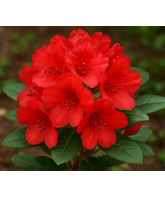 Rododendron (Azalka) Scarlet Wonder C2