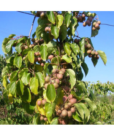 Kiwi Aktinidie Dr Szymanowski (pestrobarevná) nád. 4L