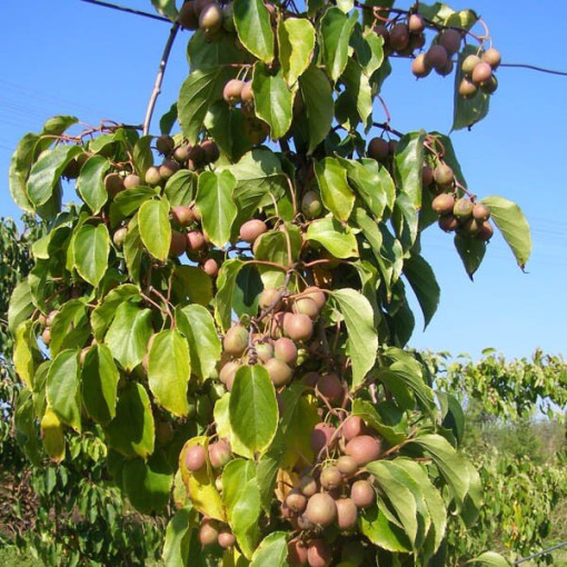 Kiwi Aktinidie Dr Szymanowski (pestrobarevná) nád. 4L