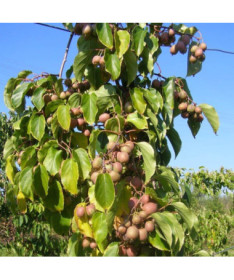 Kiwi Aktinidie Dr Szymanowski (pestrobarevná) nád. 4L