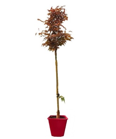 Javor klen ‘Atropurpureum’ C6 (roubování na podnoži)
