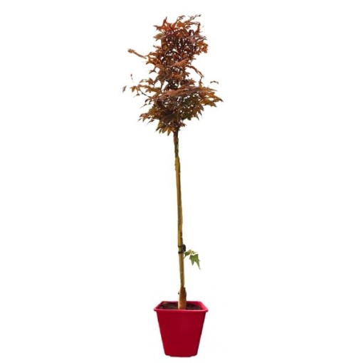 Javor klen ‘Atropurpureum’ C6 (roubování na podnoži)