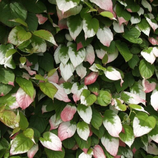 Kiwi Aktinidie Dr Szymanowski (pestrobarevná) nád. 4L