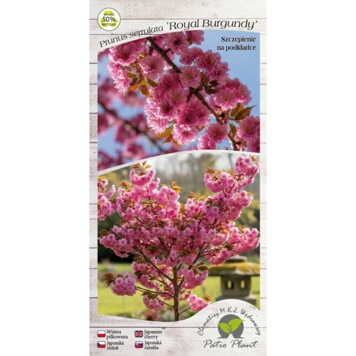 Pilkova třešeň ‘Royal Burgundy’ C4 (roubování na podnoži)