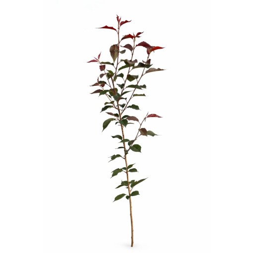 Pilkova třešeň ‘Royal Burgundy’ C4 (roubování na podnoži)