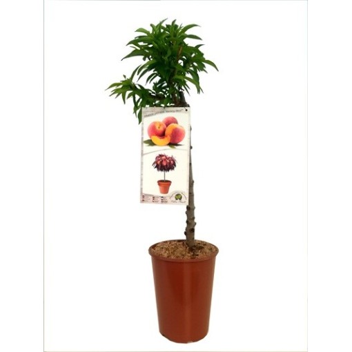 Mini Patio – Broskvoň Honey Gold, kontejner 4 l