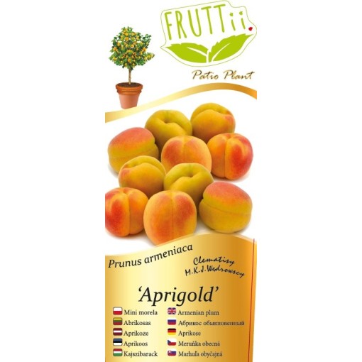 Mini Patio – Meruňka Aprigold, nádoba 4 l