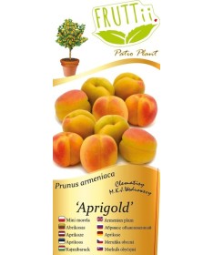 Mini Patio – Meruňka Aprigold, nádoba 4 l