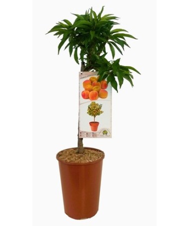 Mini Patio – Meruňka Aprigold, nádoba 4 l