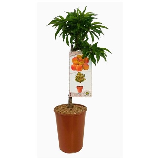Mini Patio – Meruňka Aprigold, nádoba 4 l
