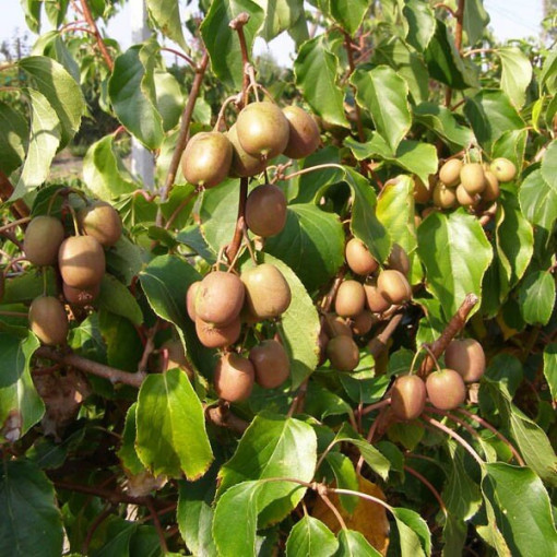 Kiwi Aktinidie Dr Szymanowski (pestrobarevná) nád. 4L