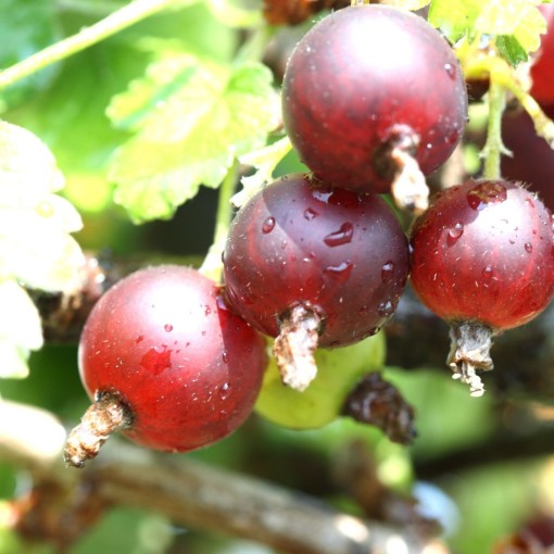 Červený angrešt ‘Hinnonmaki Red’ C2 (rostlina štěpovaná na kmínku)