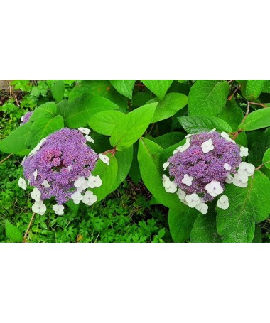 Zahradní hortenzie ‘Libelle’ C2