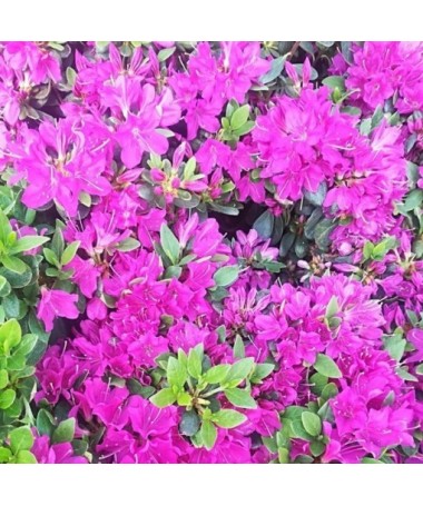 Rhododendron (Azalka) 'Geisho Purple'  C4