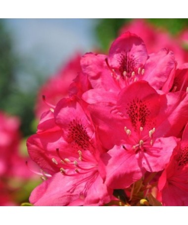Rododendron (Azalka) Nova Zembla květináč, C4