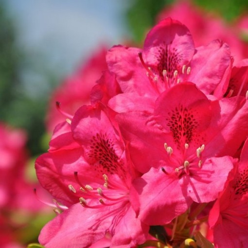 Rododendron (Azalka) Nova Zembla květináč, C4
