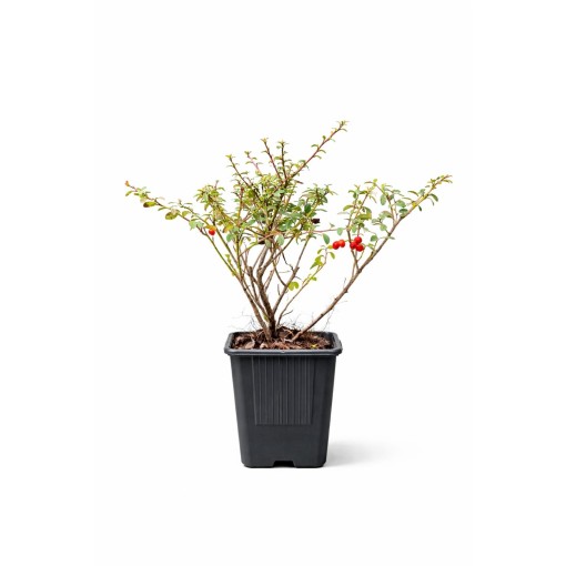 Skalník švédský ‘Coral Beauty’ P9/C1
