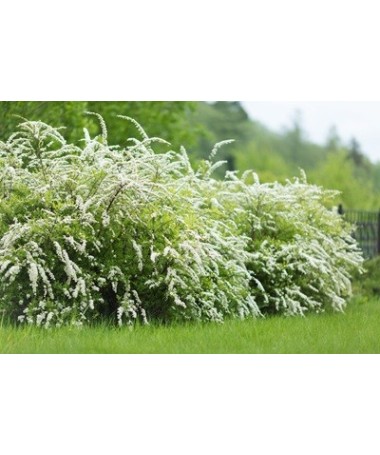 Tavolník šedý (Spiraea × cinerea) ‘Grefsheim’ P9/C1