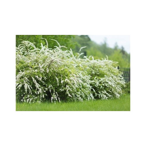 Tavolník šedý (Spiraea × cinerea) ‘Grefsheim’ P9/C1
